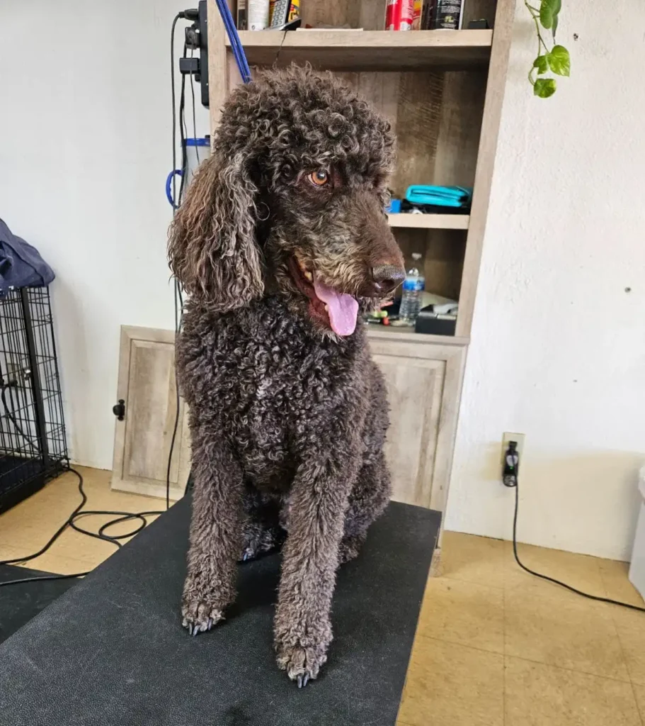 Large brown poodle after grooming