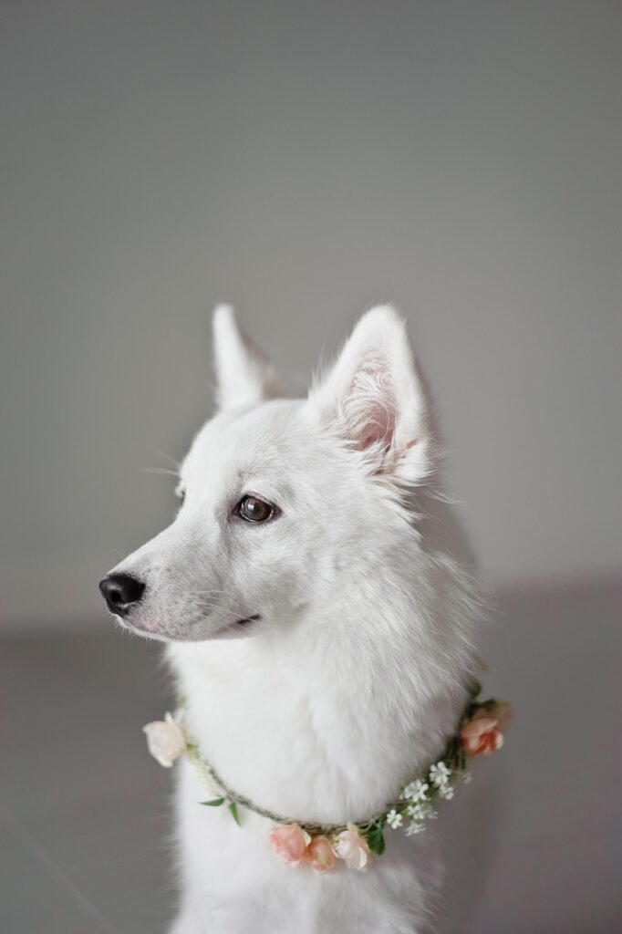 White husky with flower necklace
