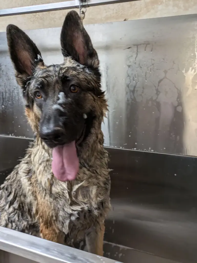 German shepherd in groomer's bath
