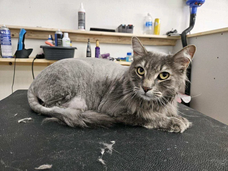 Cat after being groomed with lion style cut