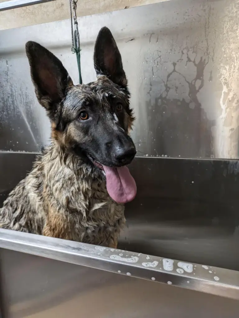 German shepherd in groomers bath