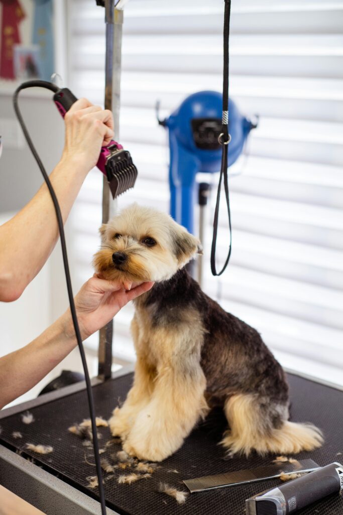 Yorkie being groomed with clippers