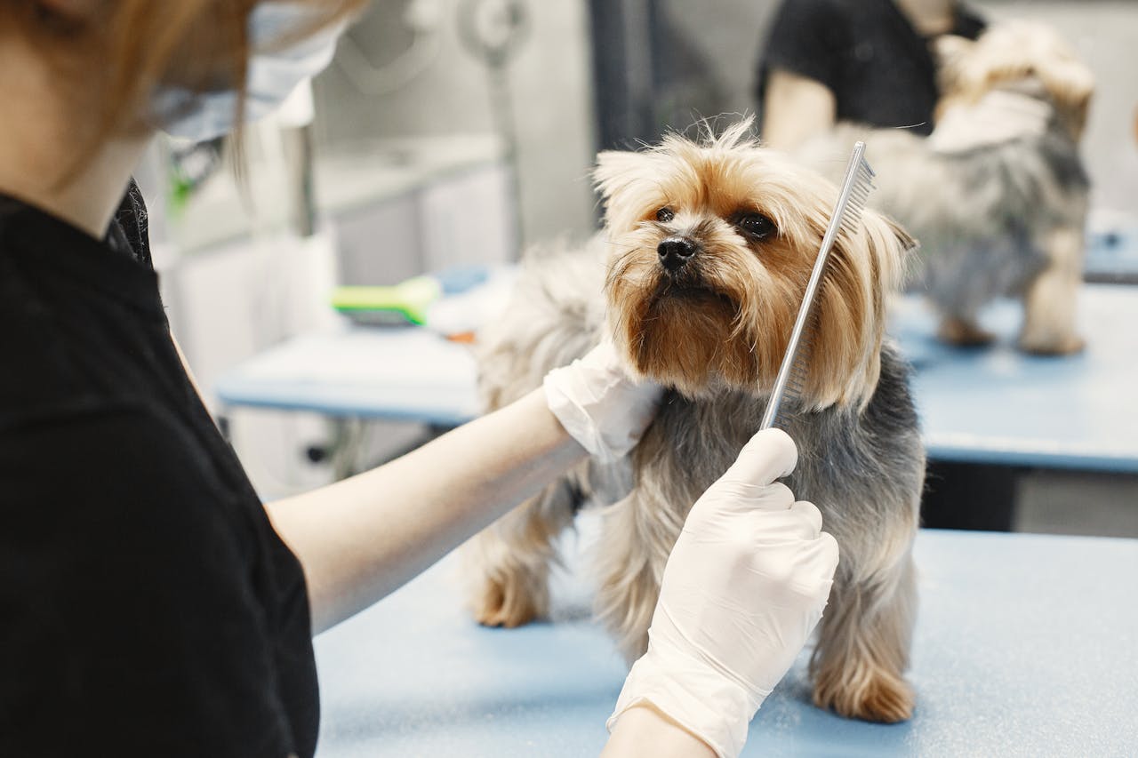 Yorkie being brushed by groomer wearing gloves
