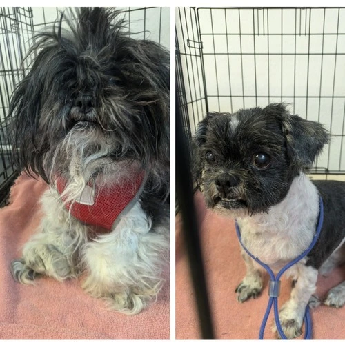 Before and after of a hairy matted dog to a short, clean haircut.