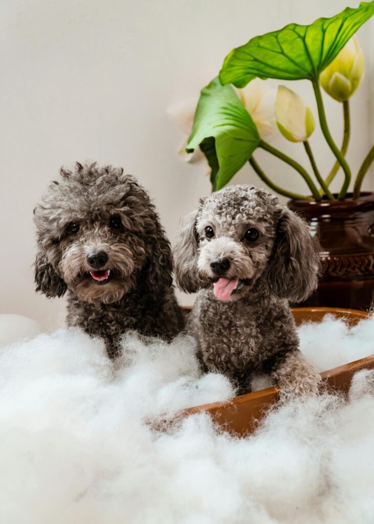 Adorable poodles surrounded by fluffy bubbles in a cozy bathroom setting, enjoying bath time.